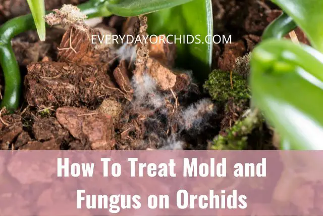 Cómo tratar el moho y los hongos en las orquídeas