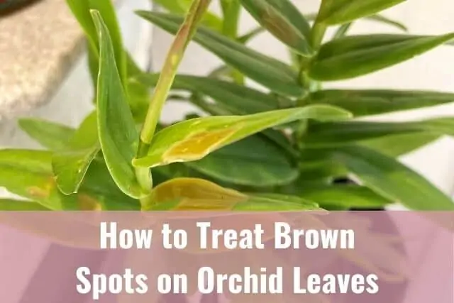 Cómo tratar las manchas marrones y la podredumbre en las hojas de las orquídeas