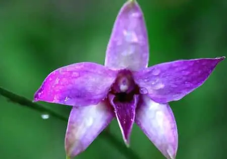 Cómo volver a florecer una orquídea Dendrobium: Den Phal y Nobile