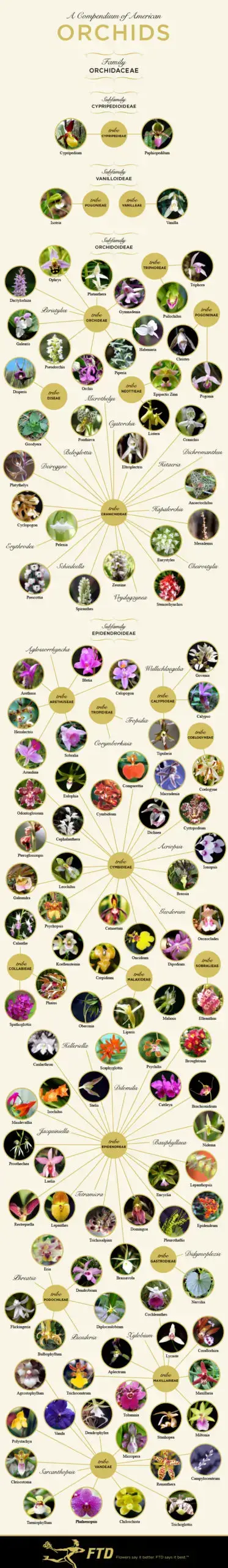 Cuadro de identificación de orquídeas por tipo de orquídea
