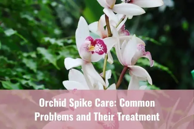 Cuidado de las espigas de las orquídeas: problemas comunes y su tratamiento