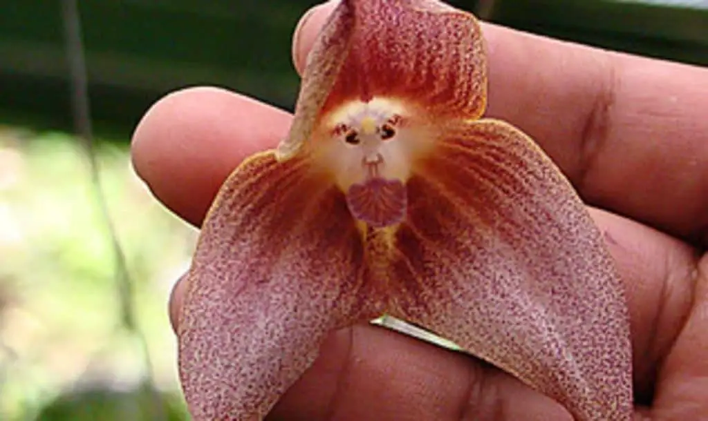 Dracula Orchids: El increíble dragón con cara de mono