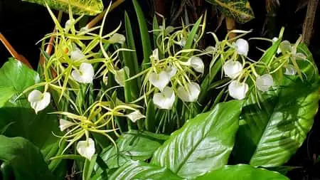 Guía de cuidado de Brassavola: Cómo cultivar, cultivo y hoja de cuidado