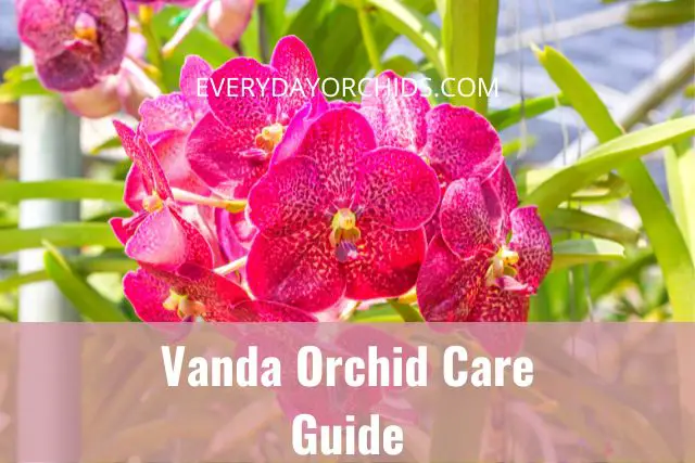 Guía de cuidado de orquídeas Vanda Guía de cuidado de orquídeas Vanda