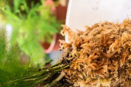 Insectos, plagas y bichos del musgo Sphagnum: ¿Qué hay en mi orquídea?