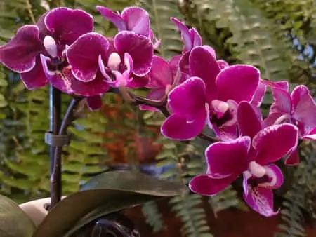 Las 8 preguntas y respuestas más importantes sobre orquídeas sobre Keikis