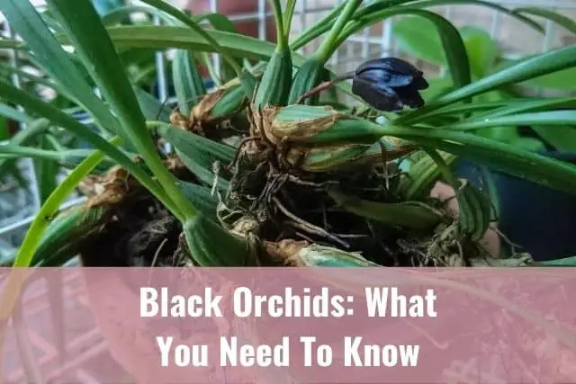 Orquídeas Negras: Lo Que Necesitas Saber