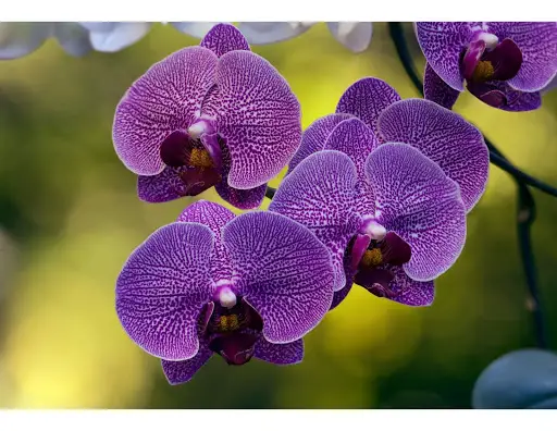 Orquídeas en estado salvaje: 6 datos poco conocidos sobre tus flores silvestres favoritas