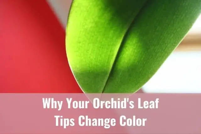 Por qué las puntas de las hojas de su orquídea cambian de color: causas y soluciones