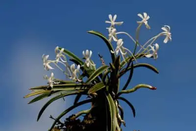 Raíces de orquídeas rosadas y moradas: 7 posibles razones
