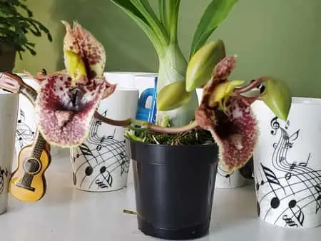 Riego de orquídeas Catasetum: 9 conceptos a dominar