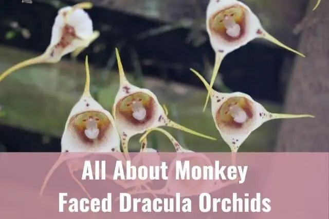 Todo sobre las orquídeas de Drácula con cara de mono