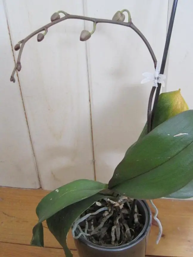 ¡Bebés orquídeas!
