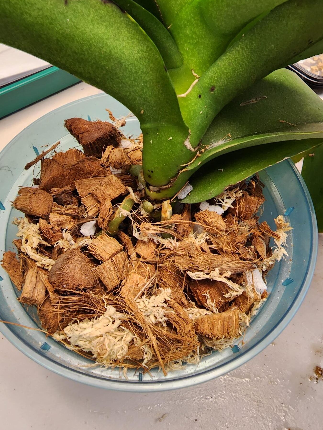 Trasplantar su orquídea |