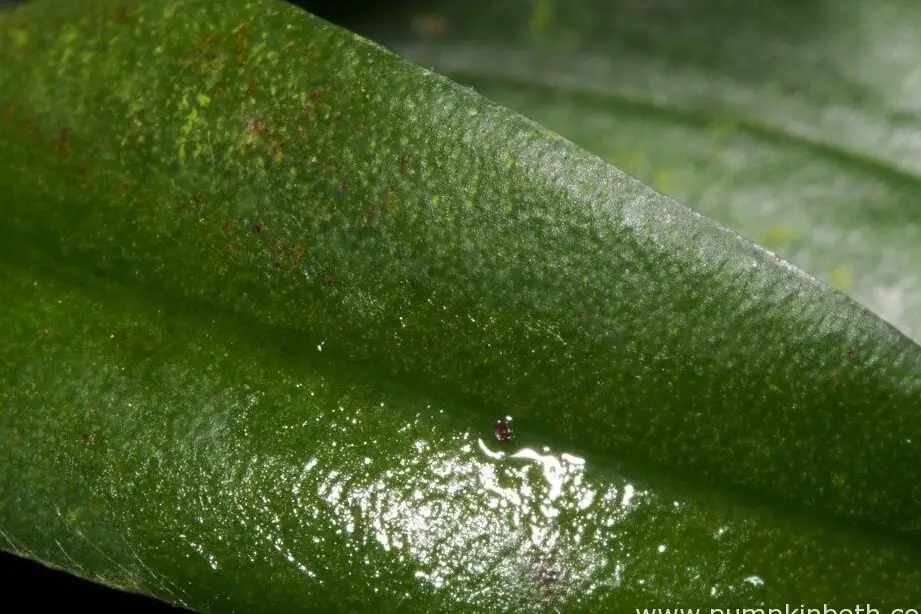 Control de la araña roja en orquídeas y plantas de interior - Pumpkin Beth