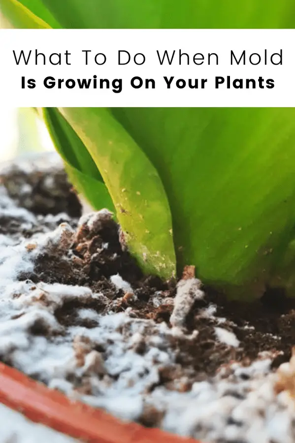 Moho en el suelo de las plantas: causas, tipos y cómo eliminar el moho de las plantas.