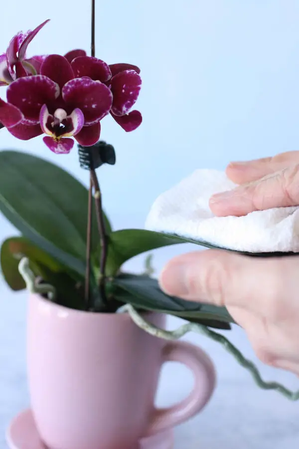 Preparando orquídeas para exhibirlas: secretos comerciales, aquí mismo - Orchid Bliss