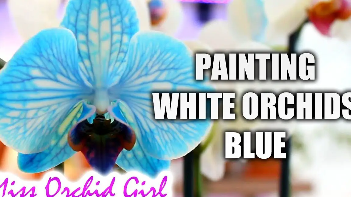 Orquídea azul DIY: cómo se hacen las orquídeas Phalaenopsis azules