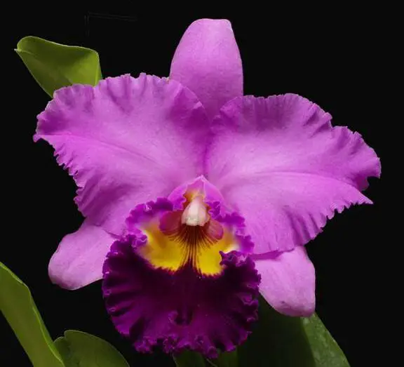 Cómo cultivamos Cattleyas - R. F. Orchids
