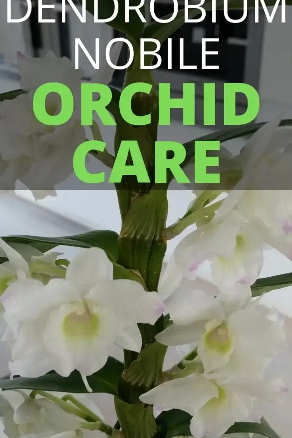 Cómo cuidar una orquídea Dendrobium Nobile (con imágenes) - Inteligente ...
