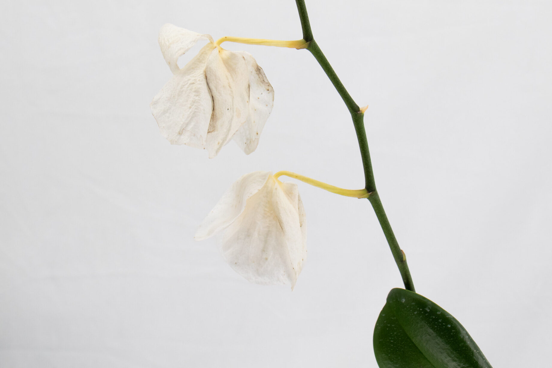 Señales de advertencia y enfermedades de las orquídeas: sus preguntas sobre las orquídeas