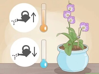 Cómo regar las orquídeas: consejos para el cuidado de flores sanas