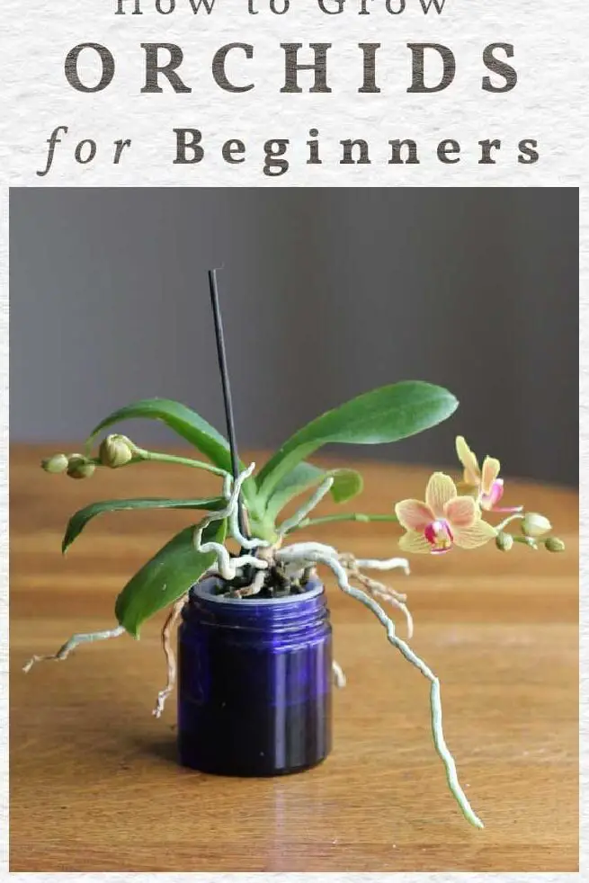 Cuidado de orquídeas para principiantes (consejos de un cultivador veterano)