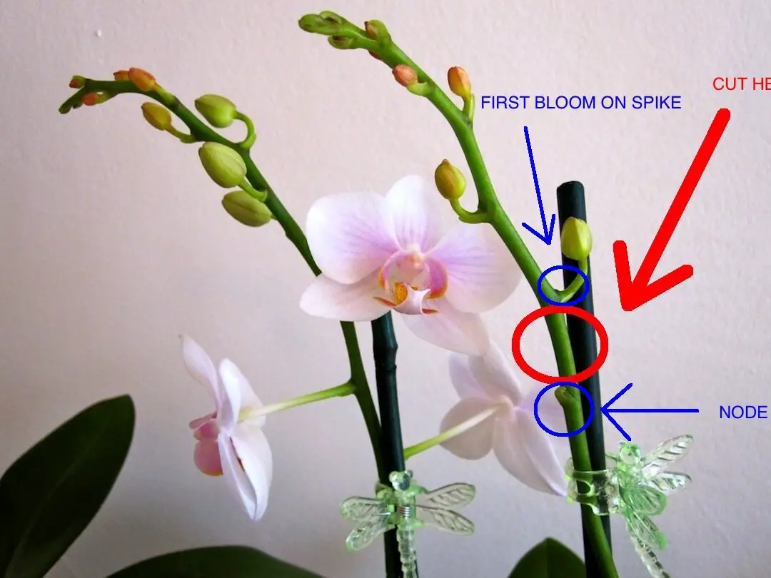 Cómo cortar una púa de orquídea Phalaenopsis |