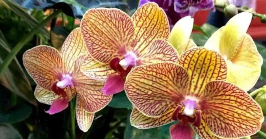 Cómo utilizar aceite de neem para las plagas de orquídeas