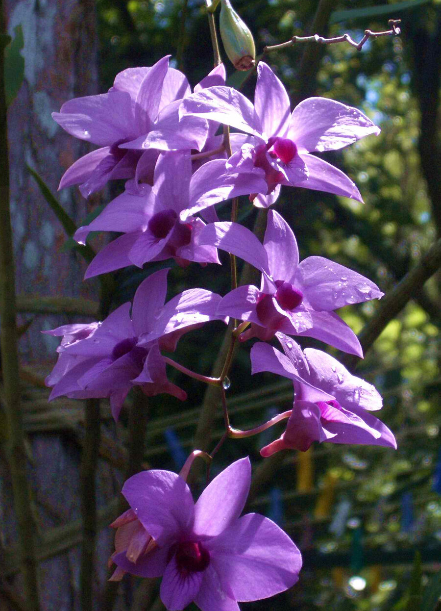 Dendrobiums - Charla sobre plantas