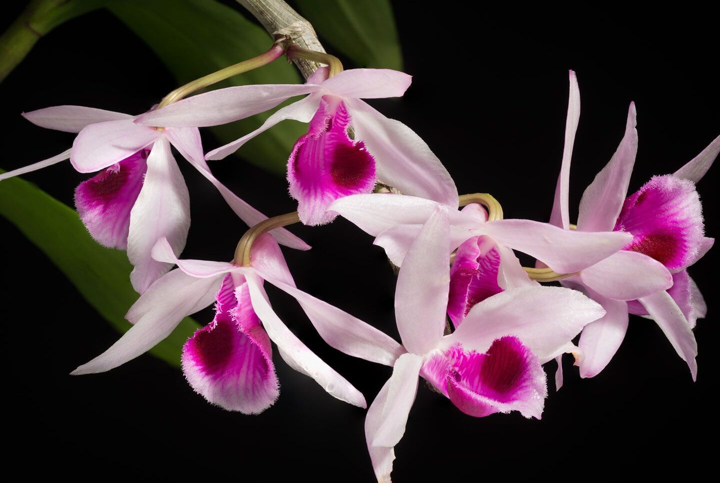 Orquídea: polinización, relaciones simbióticas, adaptaciones...