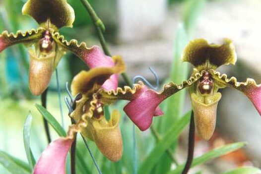4. Las flores de Phalaenopsis utilizadas en este estudio.