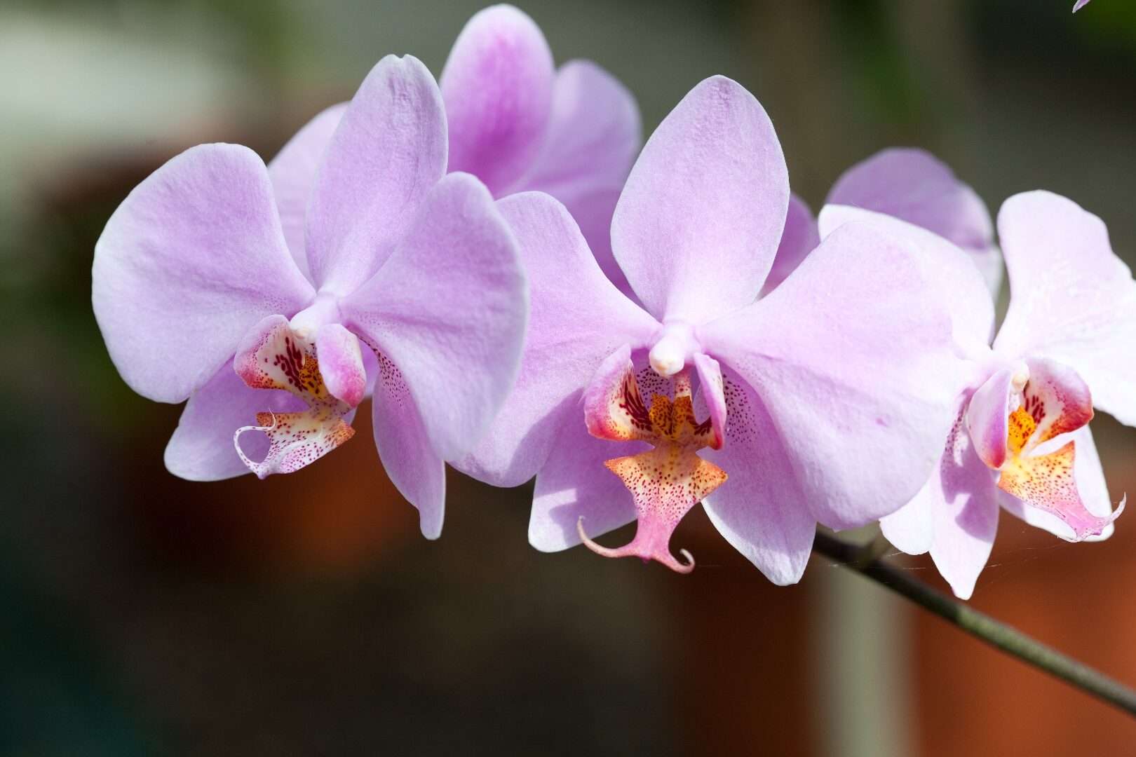 Cómo evitar daños por calor en sus orquídeas » Jardín e invernadero