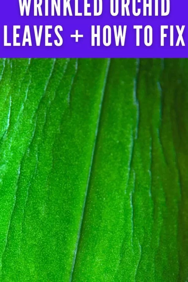 Hojas de orquídea arrugadas: la primera causa común + cómo solucionarla