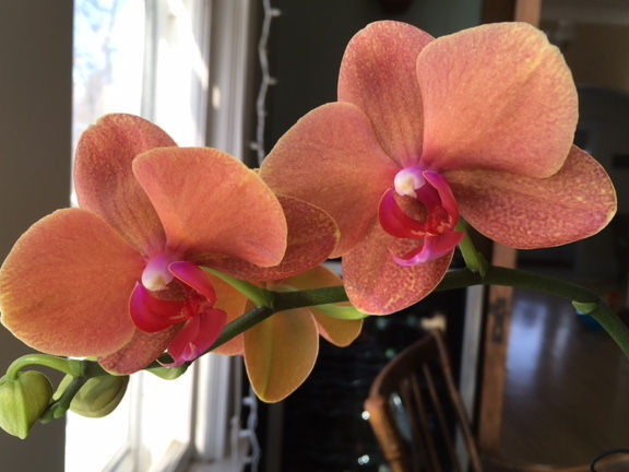 Consejos básicos para el cuidado de la Phalaenopsis: cómo cultivar orquídeas polilla