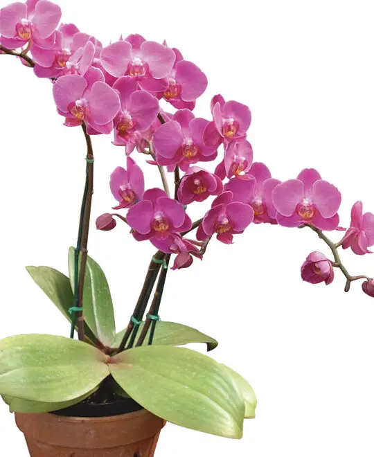 Éxito con las orquídeas en el interior - Jardinería fina