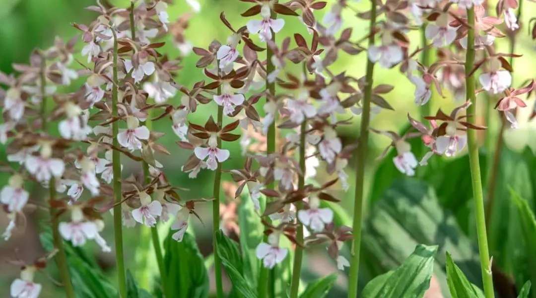 Cómo plantar, cultivar y cuidar las orquídeas Calanthe