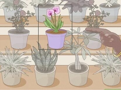 Cómo cultivar orquídeas en el exterior