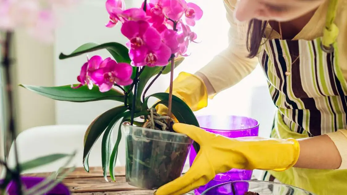 Cómo cultivar orquídeas sin matarlas |
