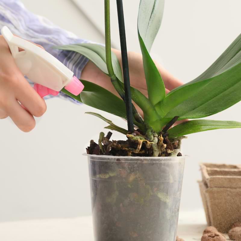 curar las manchas blancas en las hojas de las orquídeas | hongos y moho