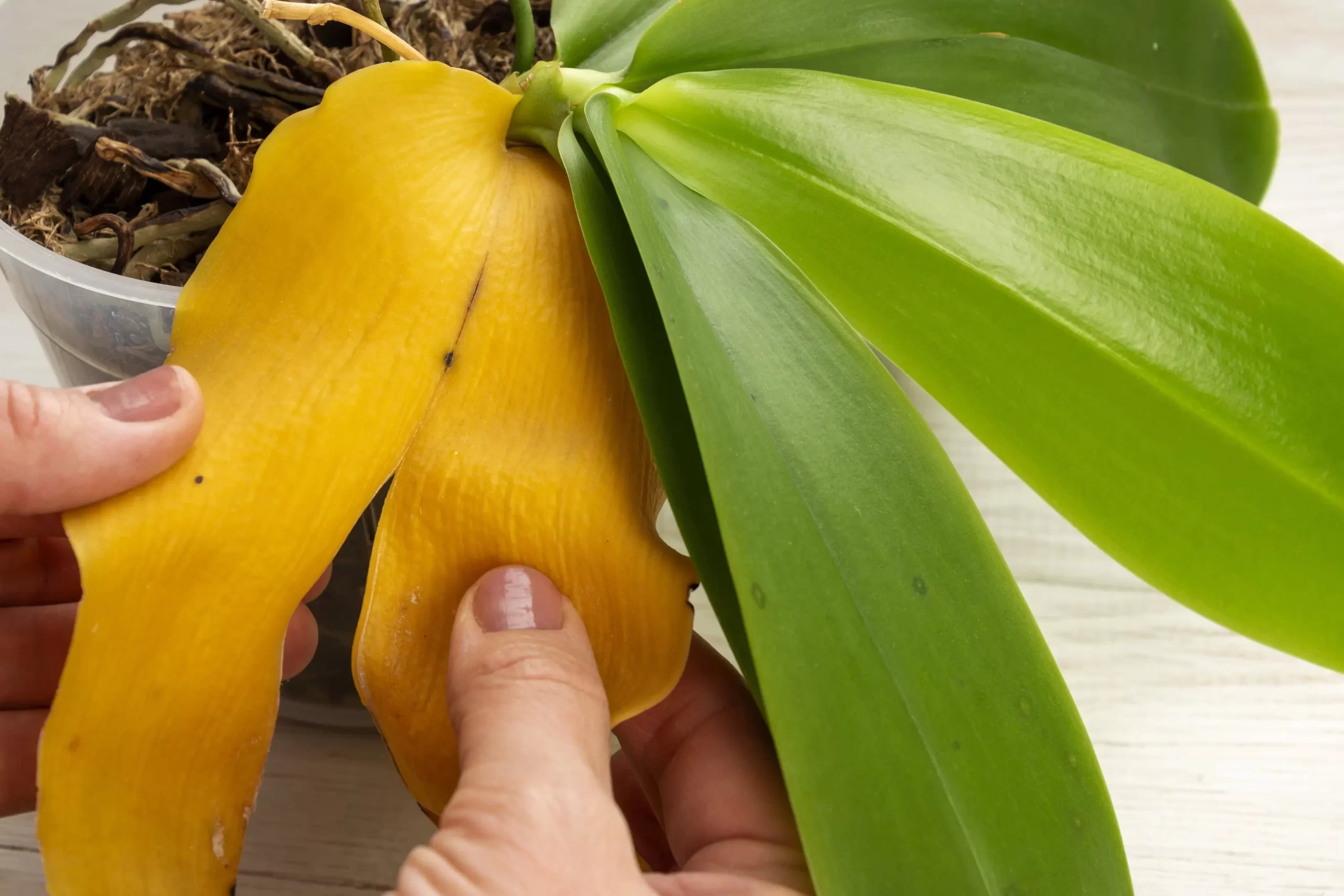 ¿Por qué las hojas de las orquídeas se vuelven amarillas?