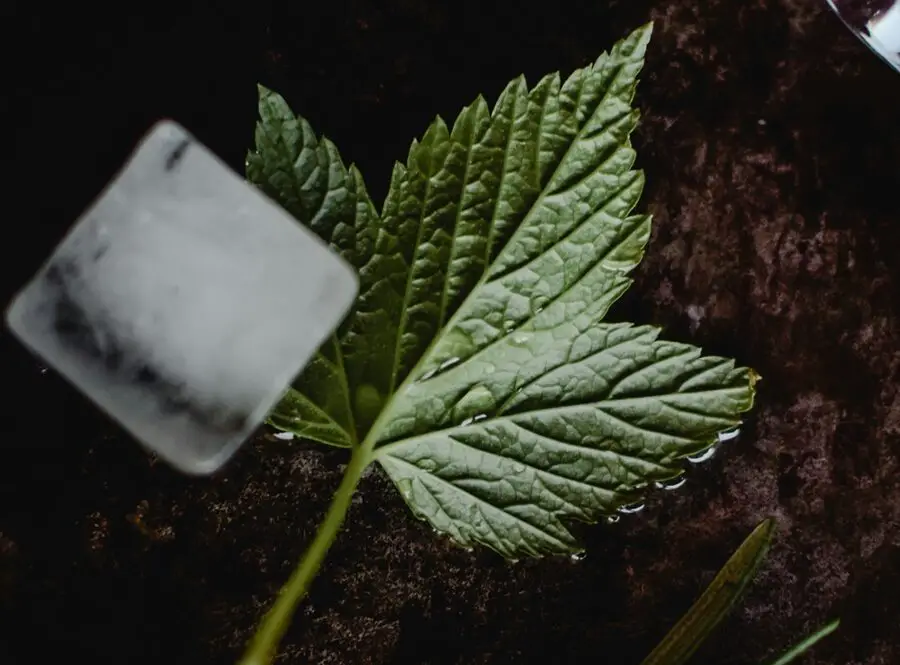 Hortícola Halleck |