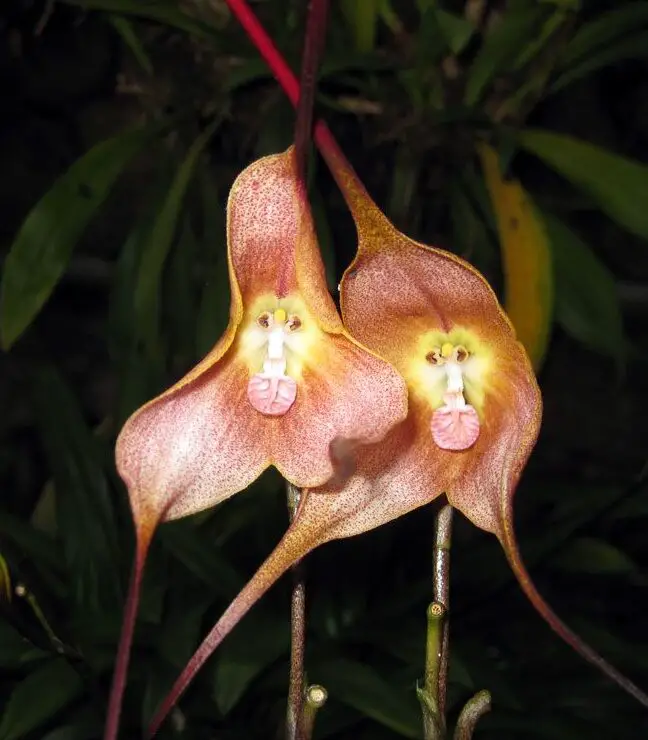 La orquídea cara de mono del Ecuador (Fotos) |