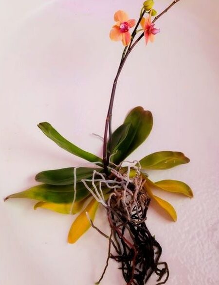 Cultivar orquídeas en cultivo acuático: ¿es una buena idea?