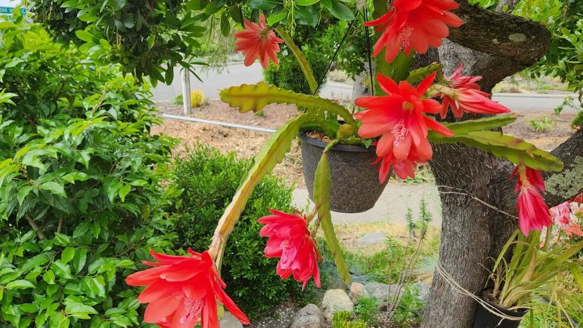 Cactus orquídea aromático Epiphyllum Sunflare - Kens-Nursery