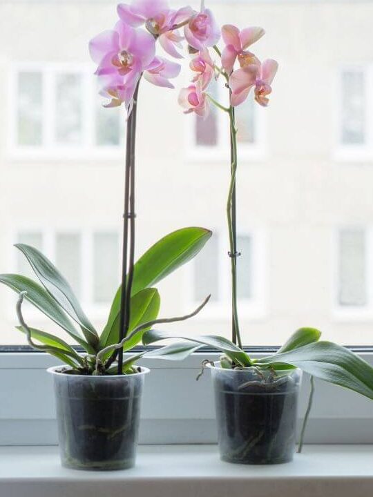 ¿Dónde debo poner mi orquídea en mi casa?