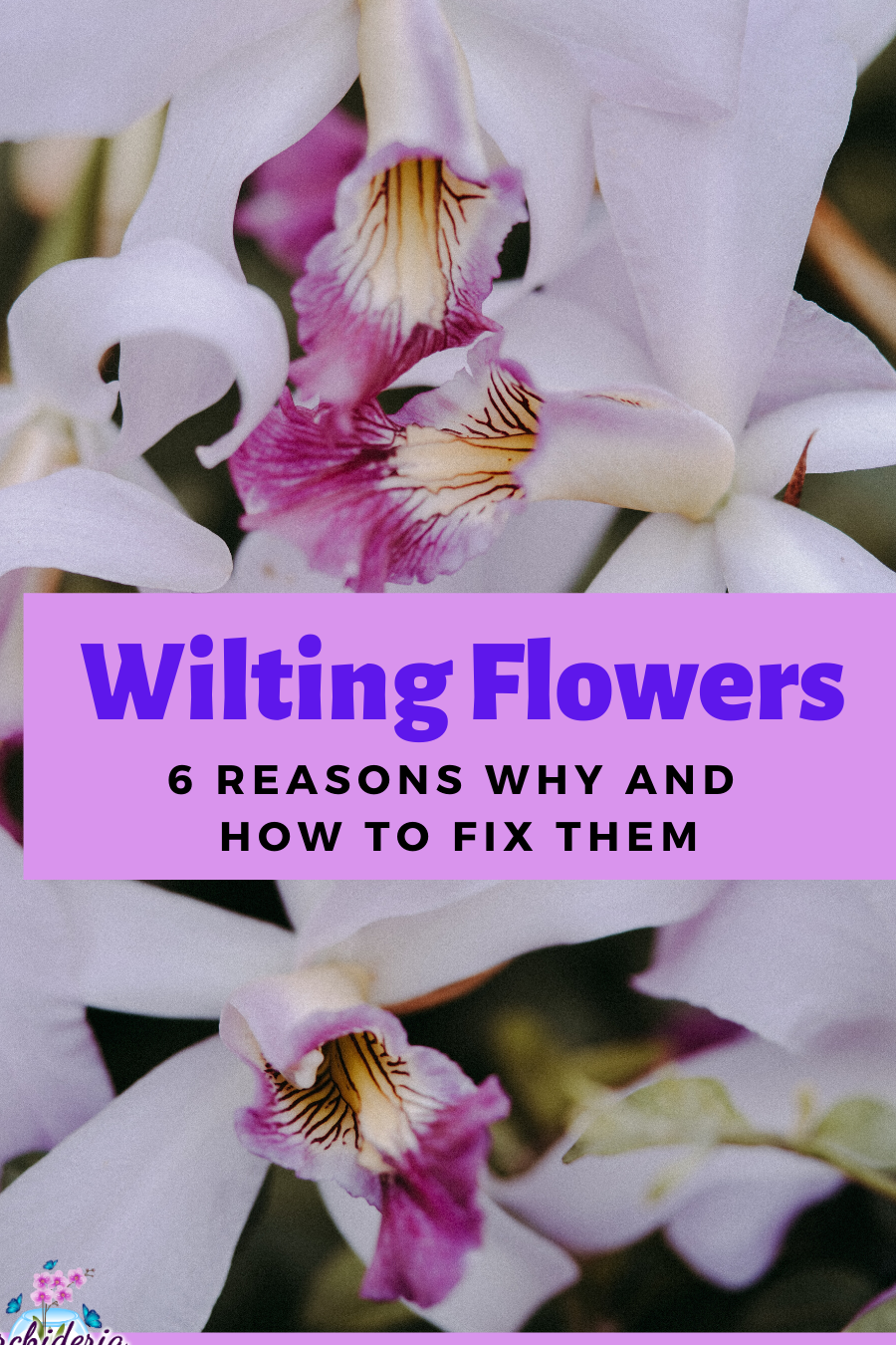 Flores de orquídeas marchitas: 6 razones por las cuales y cómo solucionarlas