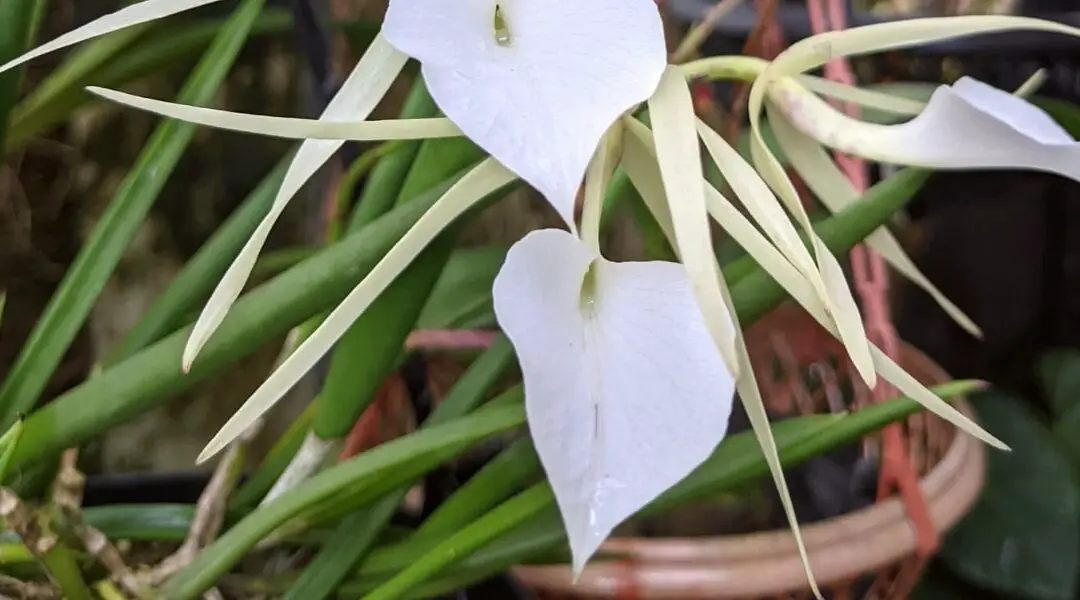 Cómo cultivar y cuidar las orquídeas Brassavola