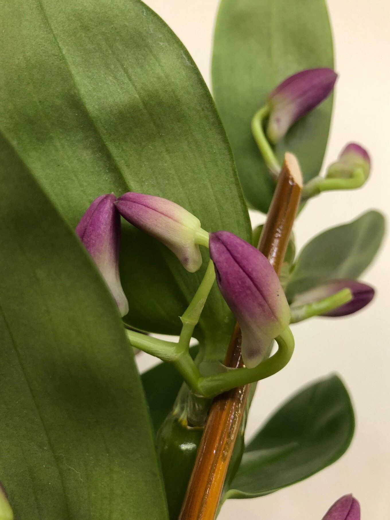 ¡Nuestra ÚLTIMA guía de cuidados para Dendrobiums!