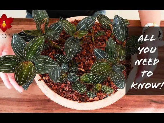 ¡Haz ESTO con las orquídeas joya!